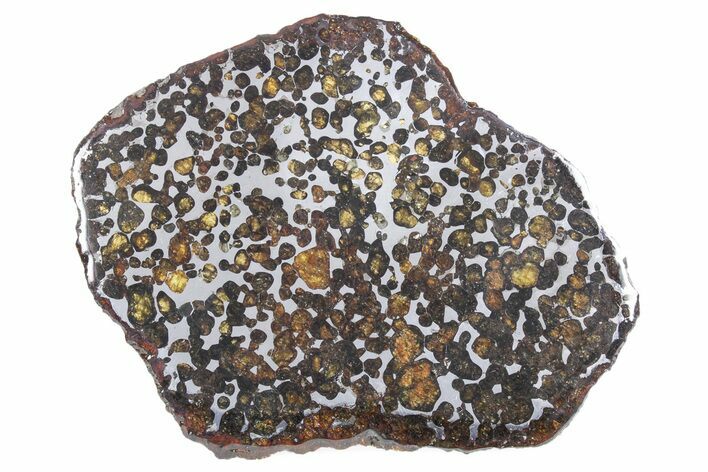 Polished Sericho Pallasite Meteorite ( g) Slice - Kenya #348850